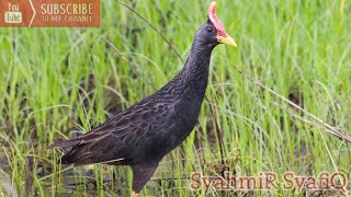 Suara Burung Ayam-Ayam / Sound of Watercock Bird 2021