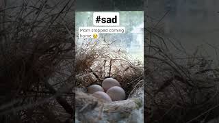 Mama bird is missing 😢 | #bird #sad #prayers