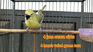 4 jam masteran suara burung sirtu four hours voice green Iora