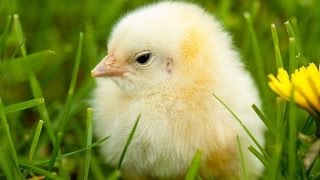Efek Suara Gratis Anak Ayam