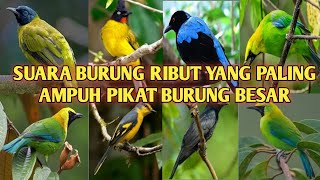 SUARA BURUNG RIBUT #ANDALAN para pikat burung di hutan yang paling ampuh 💯%