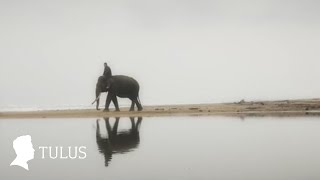 TULUS - Gajah (Official Music Video)