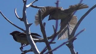 Sparrows Fighting