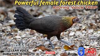 Sounds of Female Forest Chickens || Chicken Sound Trap || 100% Effective || Part 2