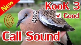 Birds Hunting Call, Bird Sound Trap, Terkukur Sound Trap, Dove Sound Trap.