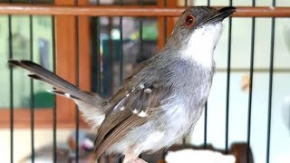 Suara Burung Ciblek Kristal Gacor Untuk TERAPI & PIKAT Prenjak Putih Agar Cepat Belajar Bunyi Nembak