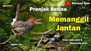 The Sound of a Female Prenjak Bird Calling Males Attract