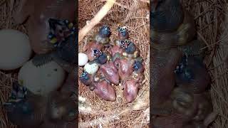 Gouldian Finch Male with Clutch of small Bird Chicks in Nest | Bird Sounds | Breeding Finches