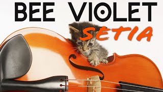 Bee Violet  - Setia  #pop #popmusic