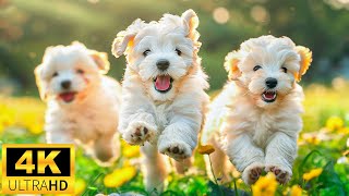 Baby Animals 4K (60 FPS) UHD - The Cutest Baby Animals Compilation With Relaxing Music