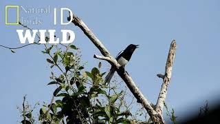 Kicau Burung Kacer Di Alam Liar || Bikin Ngiler...!!! (part 1)