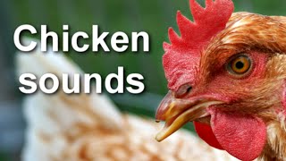 Chicken Sounds, Sound of Chickens On The Farm  HD Video / HQ Audio