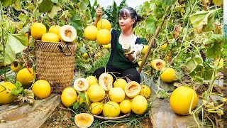 Harvesting Yellow Melon Goes to market sell - Take care of ducks | New Free Bushcraft