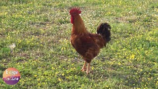 Chickens roosters & birds sound - Amazing nature sounds from the Greek fauna for education