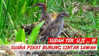 THE POWERFUL AND ACCURATE SOUNDS OF PALM SINTAR BIRD 🔴 SUITABLE FOR ATTRACTING AND HUNTING