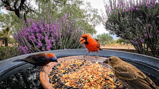 4K Bird Video-Bird cam feeder- silly birds fighting over food! Woodpecker rules the roost!