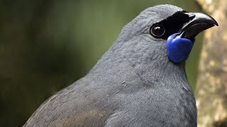 Nyanyian Burung Terindah di Dunia - Bagian Satu