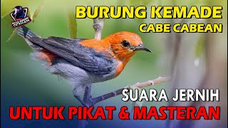 Burung KEMADE (CABE CABEAN) Gacor suara jernih cocok Untuk Masteran dan Pikat