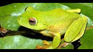 sound effect frog - 5 detik suara katak