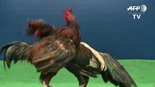 Feathers fly over Thailand's lucrative cockfighting pits