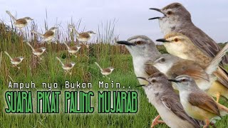 Suara Pikat Burung Ciblek Sawah Ribut. Auto Langsung Kumpul..