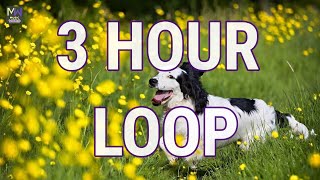 SPRING IN MY STEP — SILENT PARTNER｜SPRING IN MY STEP ★ 3 HOUR LOOP MUSIC HAPPY POP NO COPYRIGHT