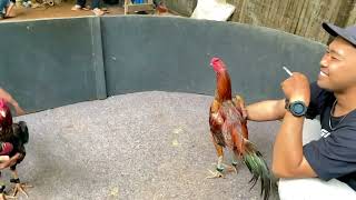 Vlog kandang Sudiro Jaya Farm