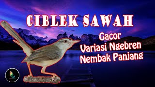 Masteran Ciblek Sawah Gacor Variasi Ngebren Nembak Panjang