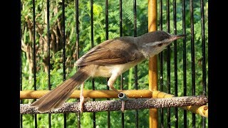 Burung CIBLEK SAWAH Gacor Ngamuk Suara Kasar Mantap Buat Masteran DURASI 1 JAM