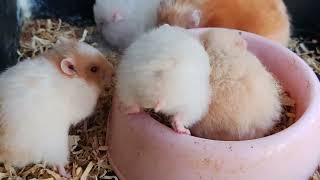 Adorable Hamsters #teddybearhamster