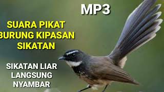 Suara Pikat Burung Kipasan Sikatan Paling Ampuh mp3||Masteran Burung Kipasan
