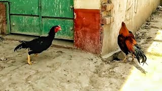 O shamo vs Red Aseel | Rooster vs Rooster