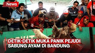 Gerebek Arena Judi Sabung Ayam di Bandung, Penonton Kocar Kacir