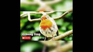 RELAXING SONG (SEPERTI RUSA RINDU SUNGAI MU) Lagu Rohani.